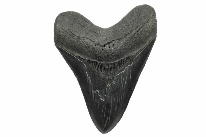 Serrated, Fossil Megalodon Tooth - South Carolina #236225